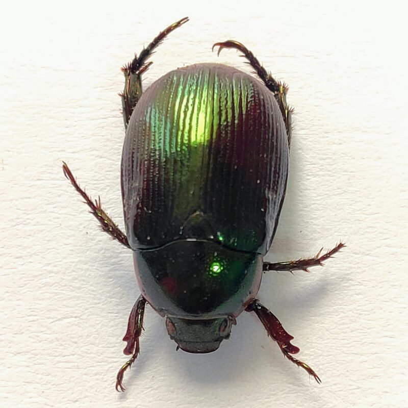 44 Scarabaeidae