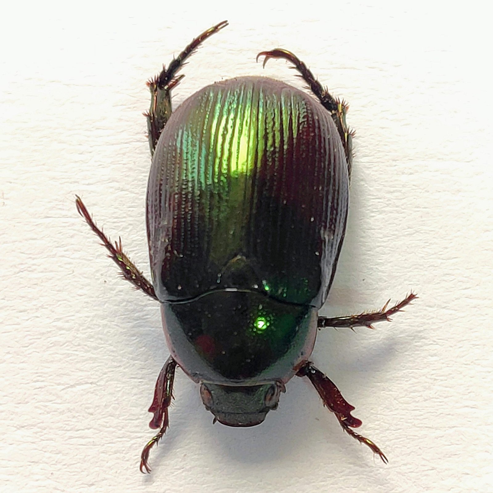 44 Scarabaeidae