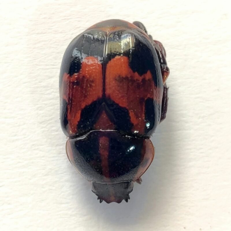 45 Scarabaeidae
