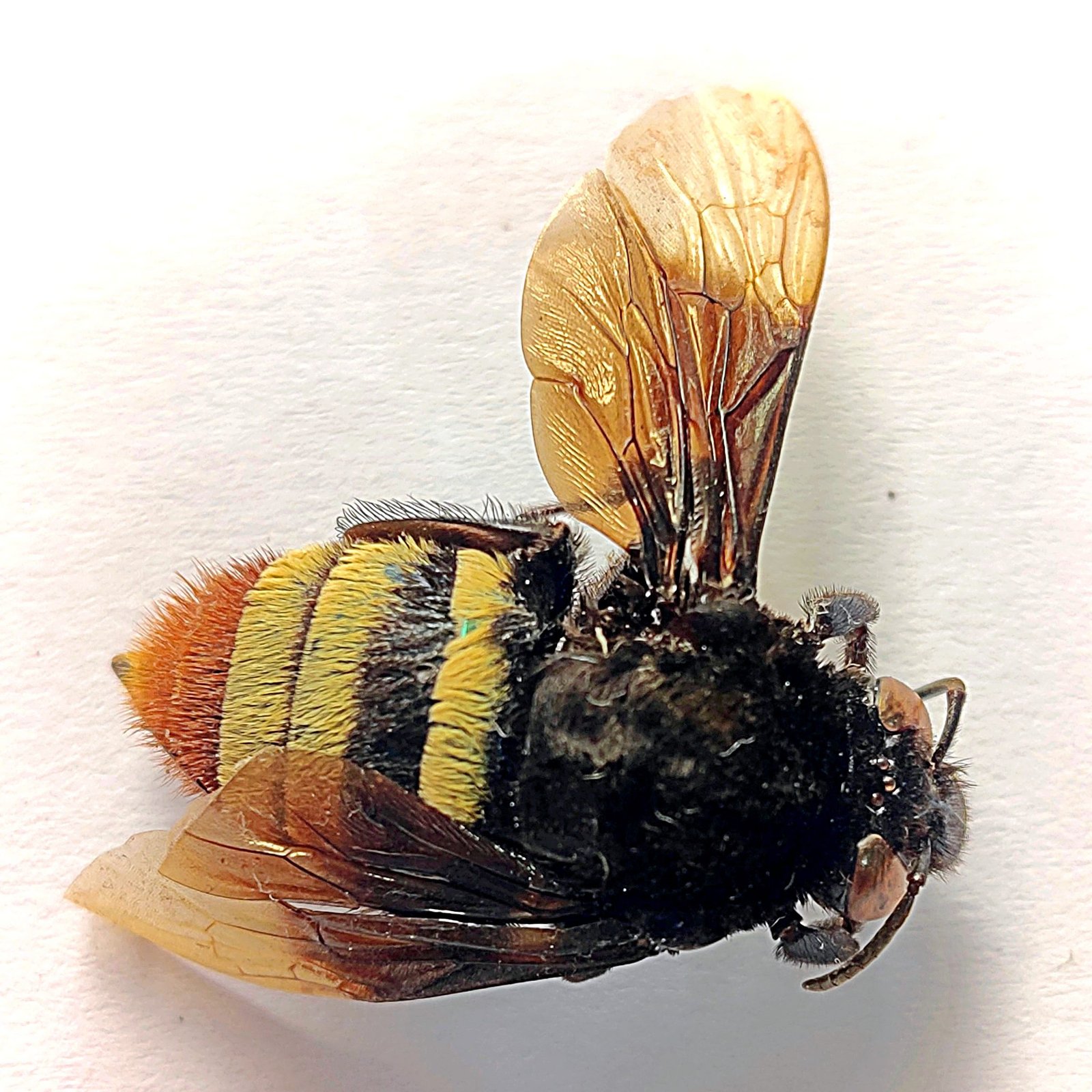 5 Apidae - Image 2