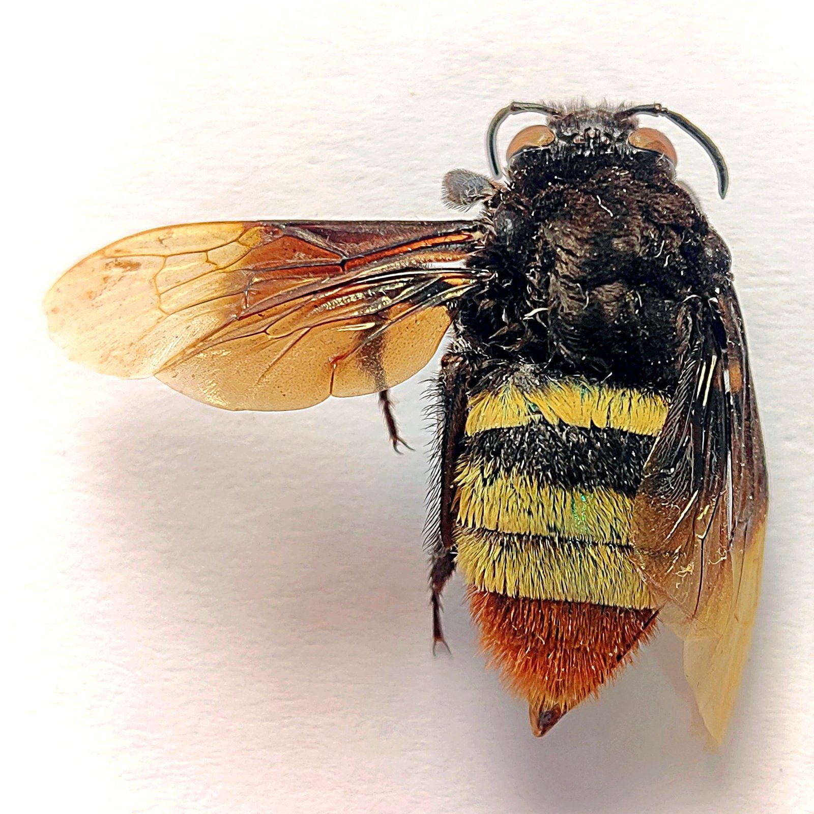 5 Apidae - Image 3