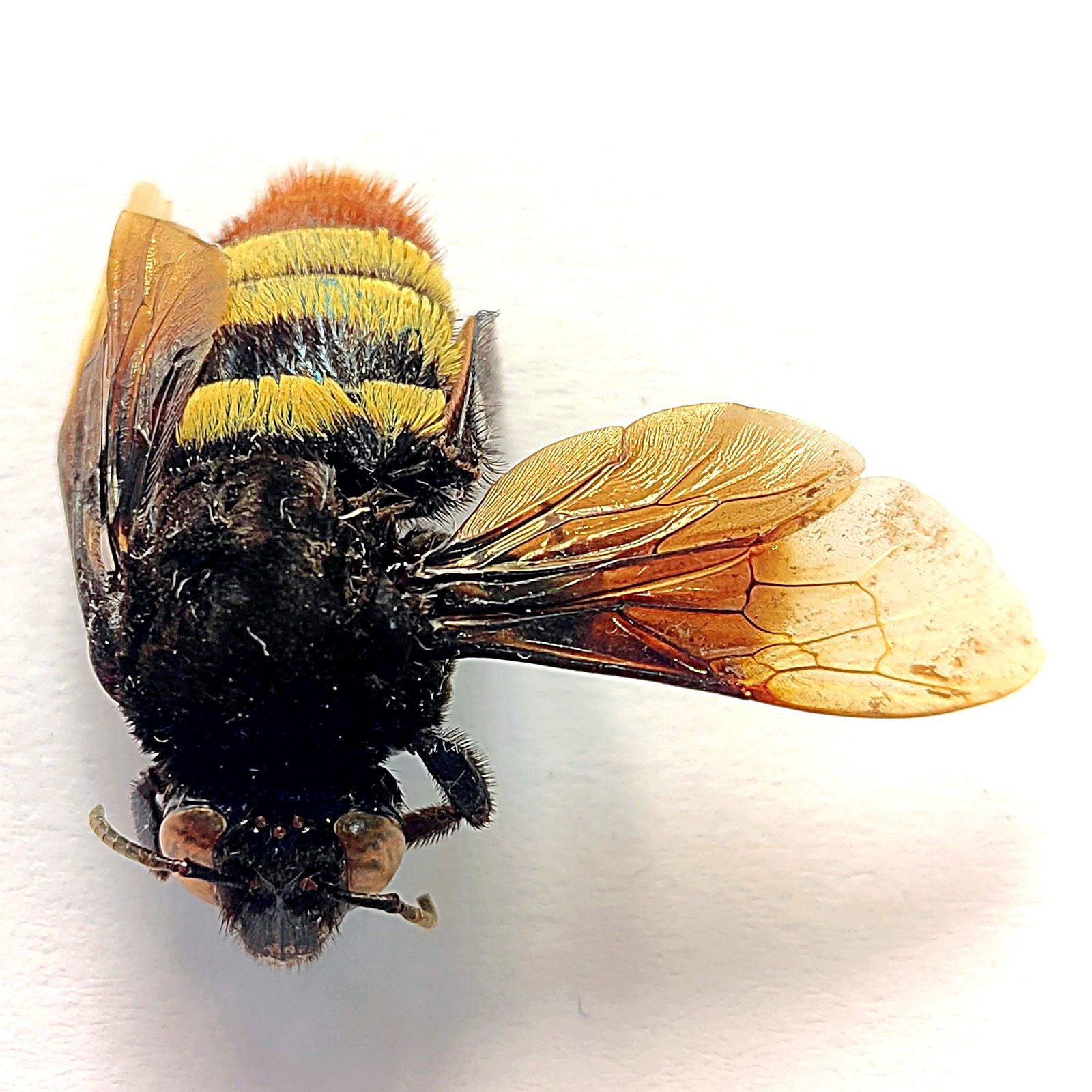 5 Apidae