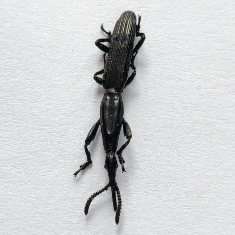 5 Brentidae