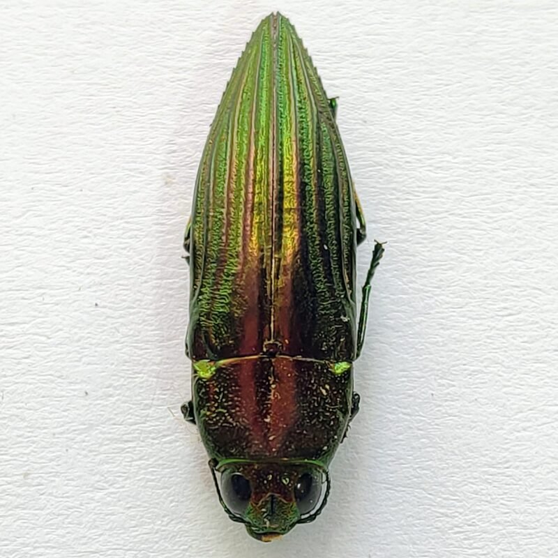 5 Buprestidae