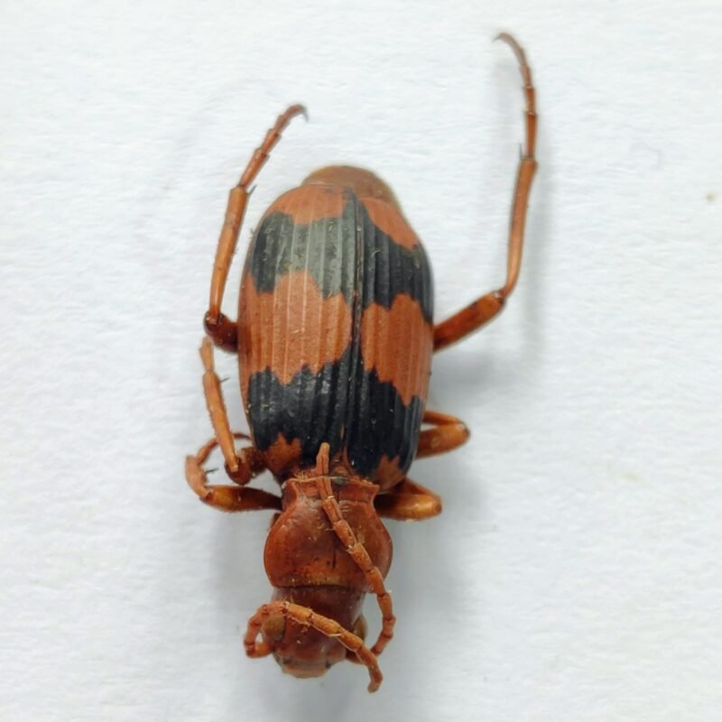 5 Carabidae