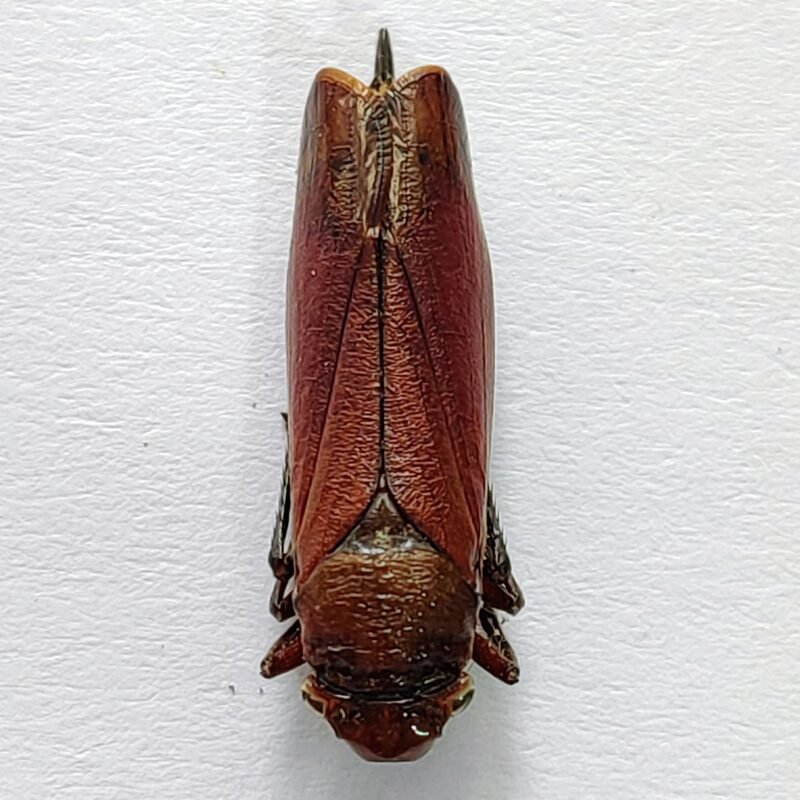 5 Cicadellidae