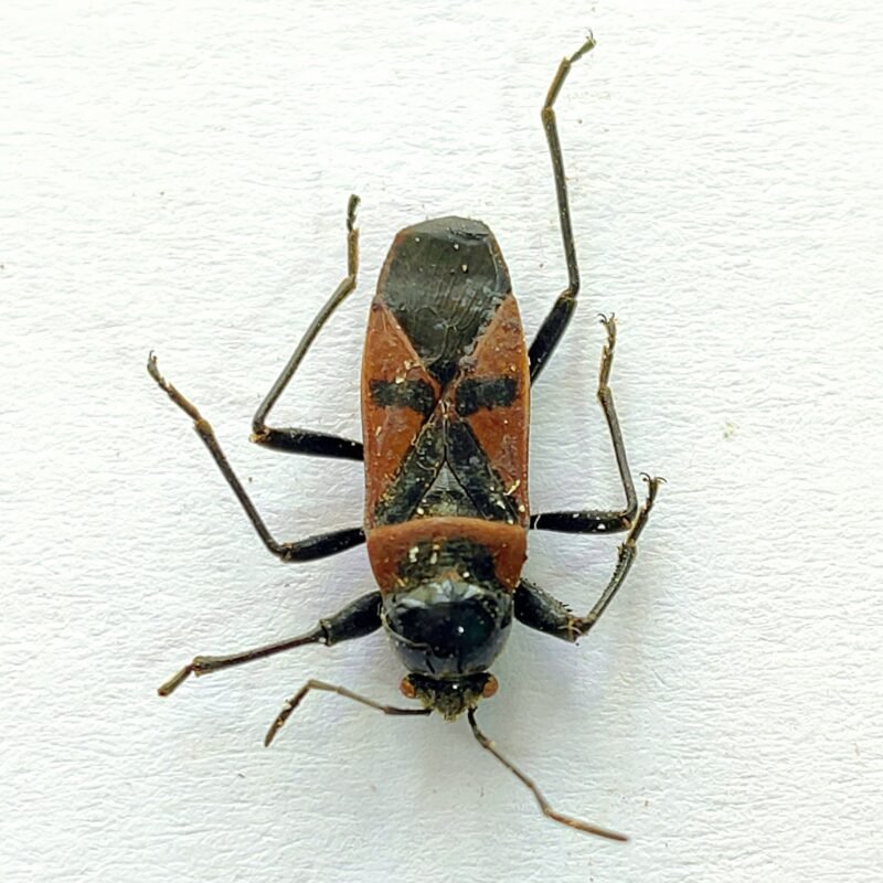 5 Coreidae