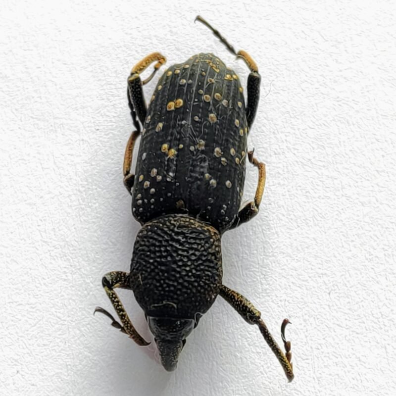 5 Curculionidae