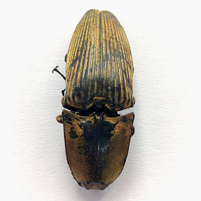5 Elateridae