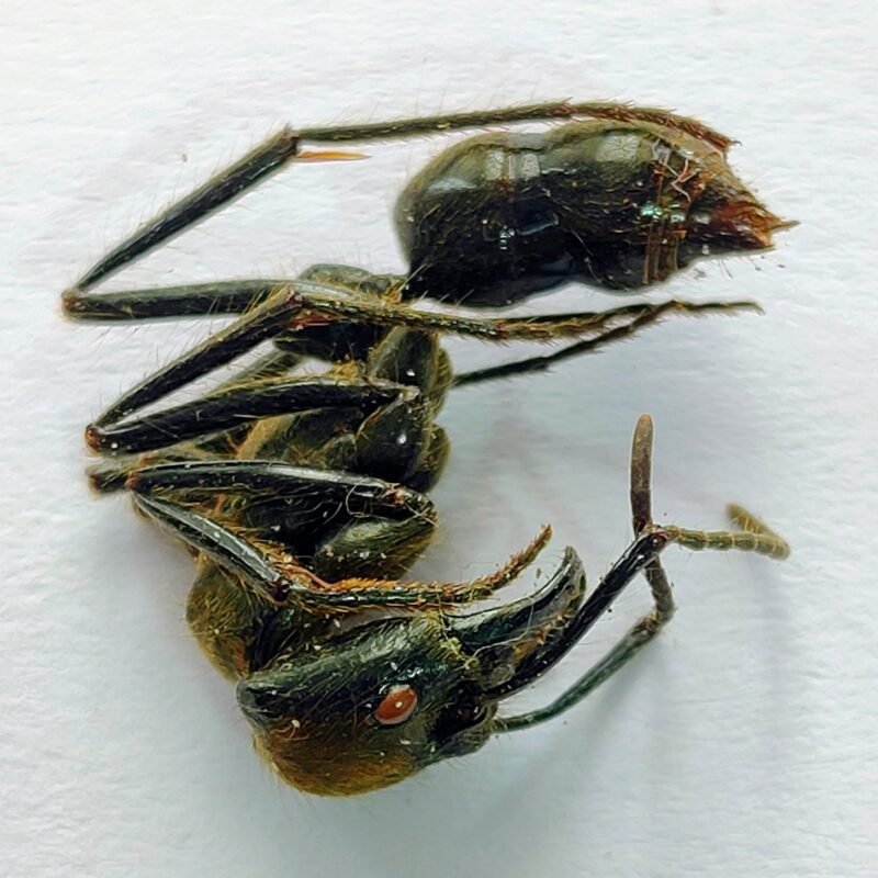5 Formicidae