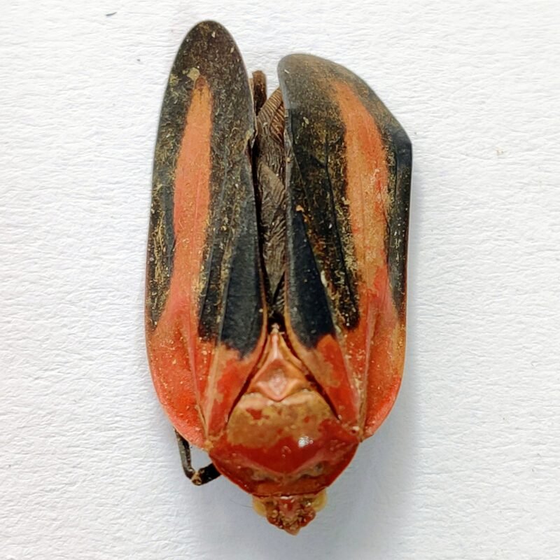 5 Fulgoridae