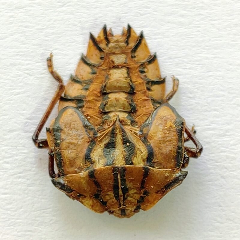 5 Pentatomidae