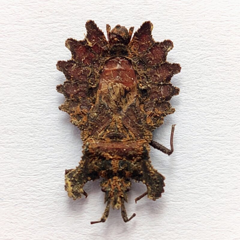 5 Reduviidae