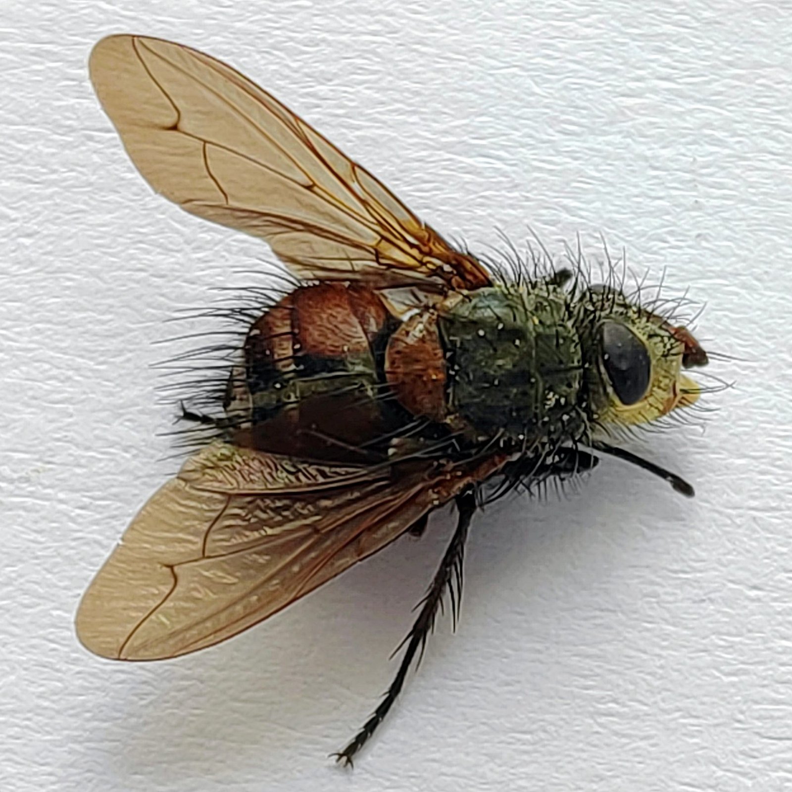 5 Tabanidae - Image 2