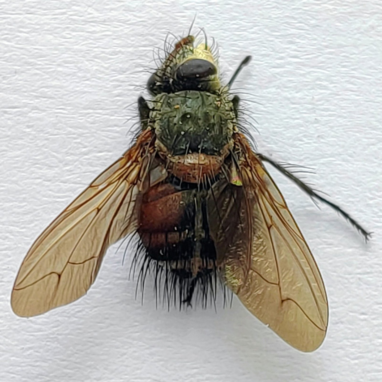 5 Tabanidae - Image 3