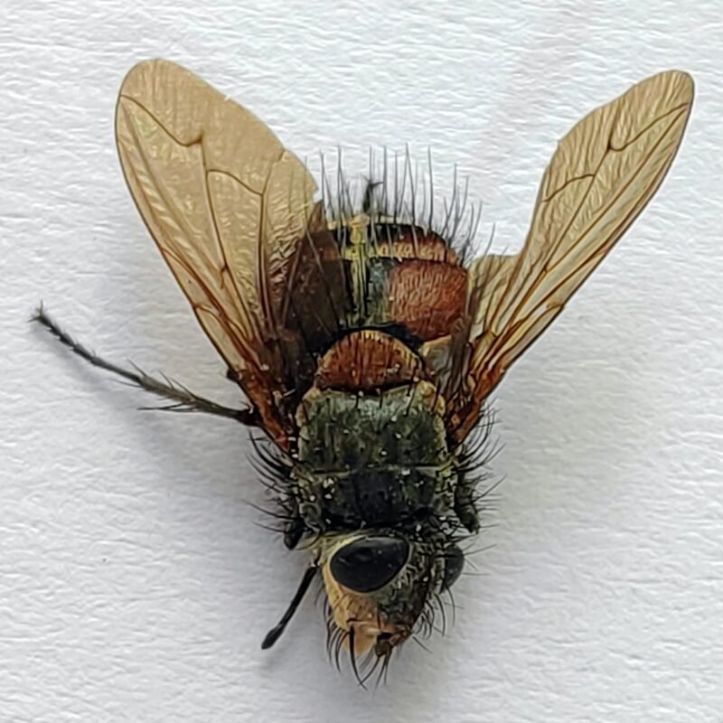 5 Tabanidae