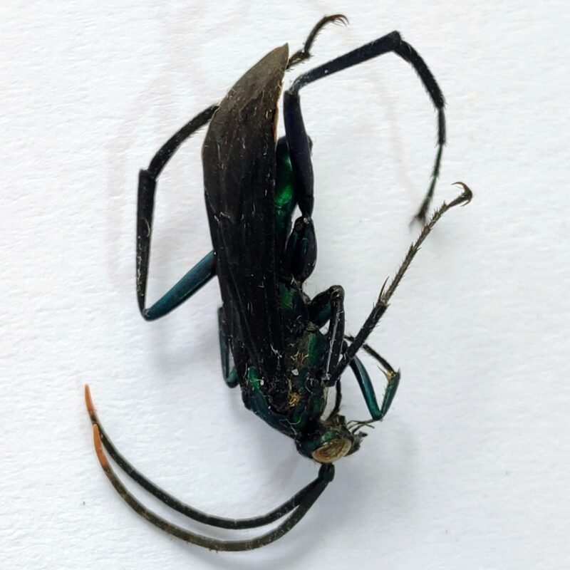 5 Vespidae