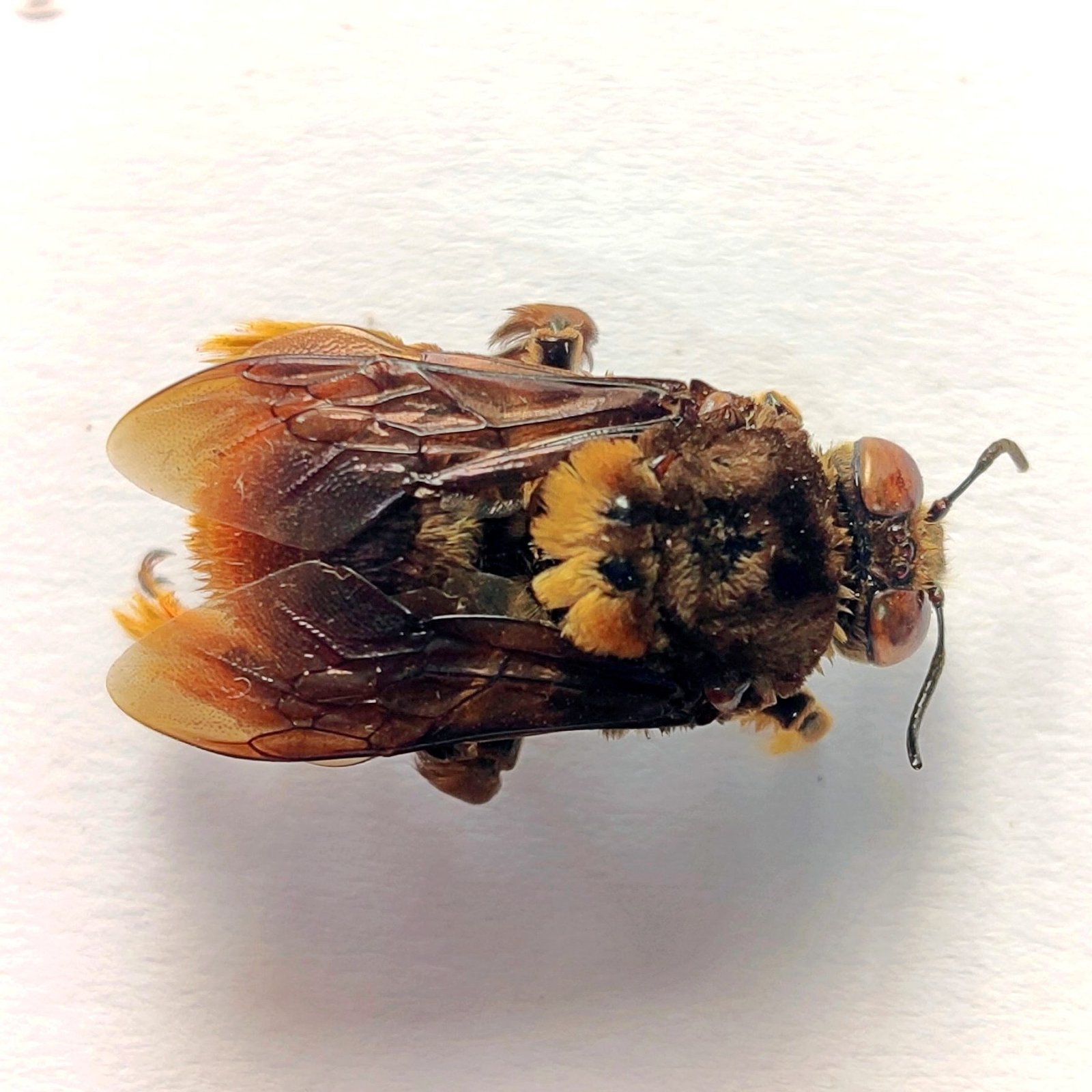 6 Apidae - Image 2