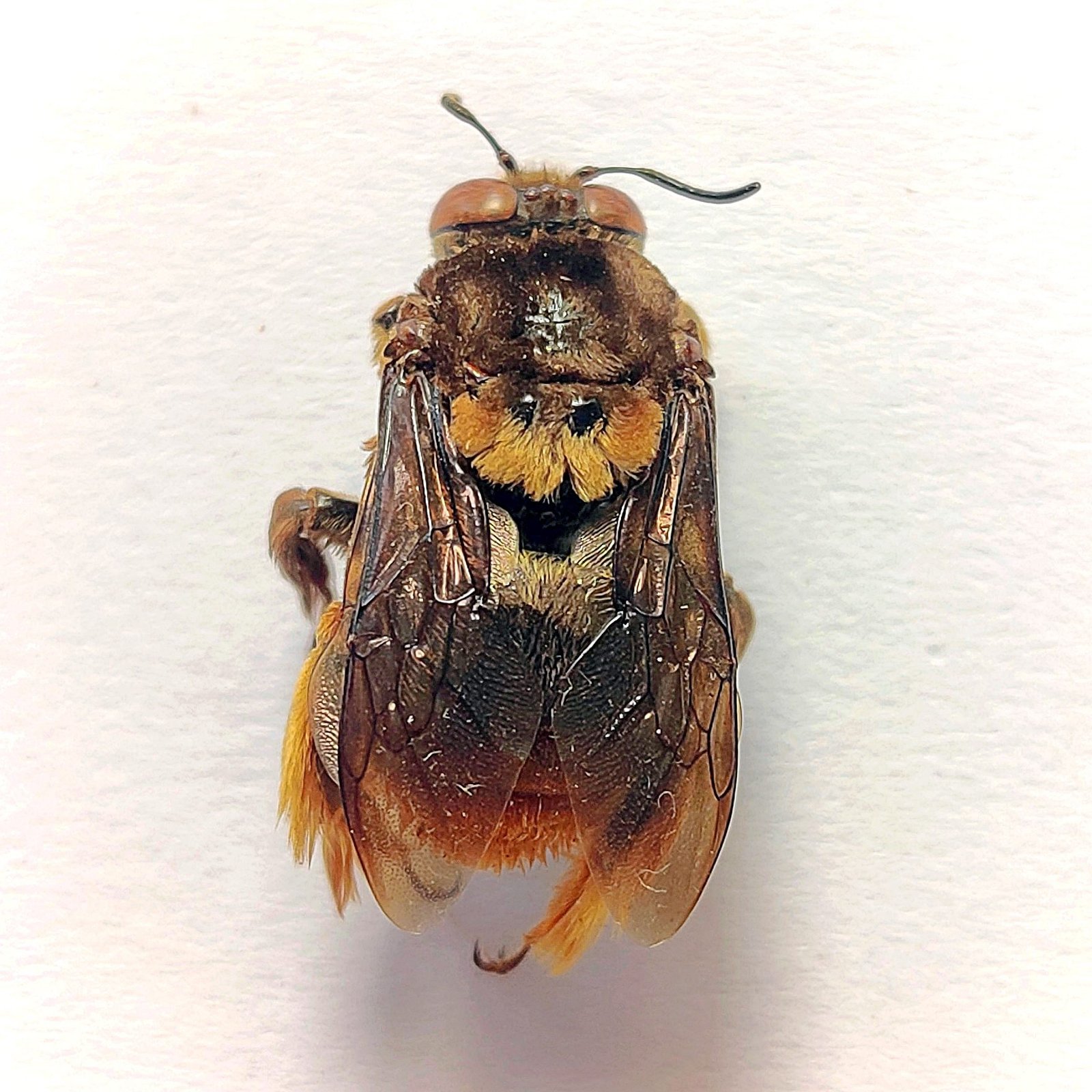 6 Apidae - Image 3