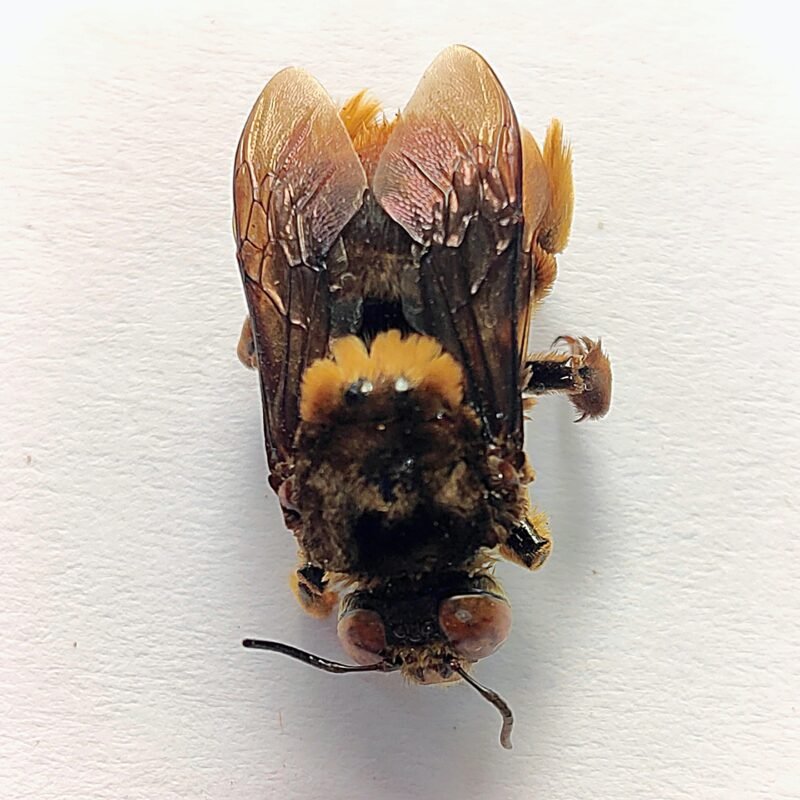 6 Apidae