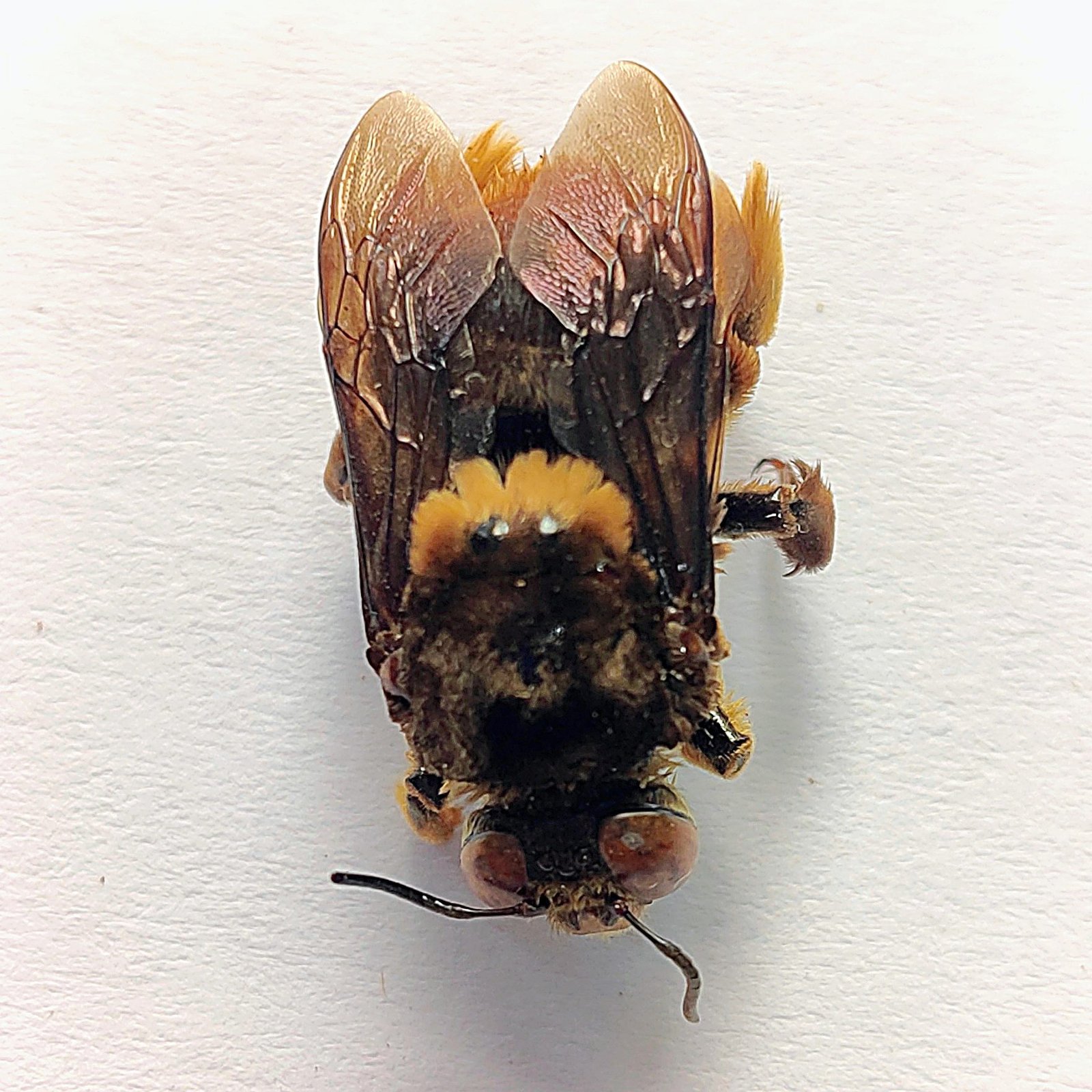 6 Apidae