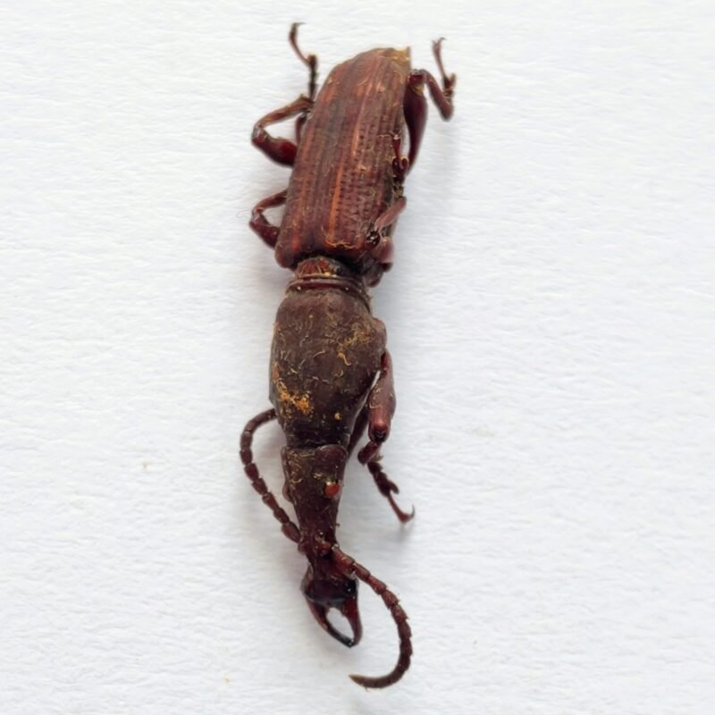 6 Brentidae