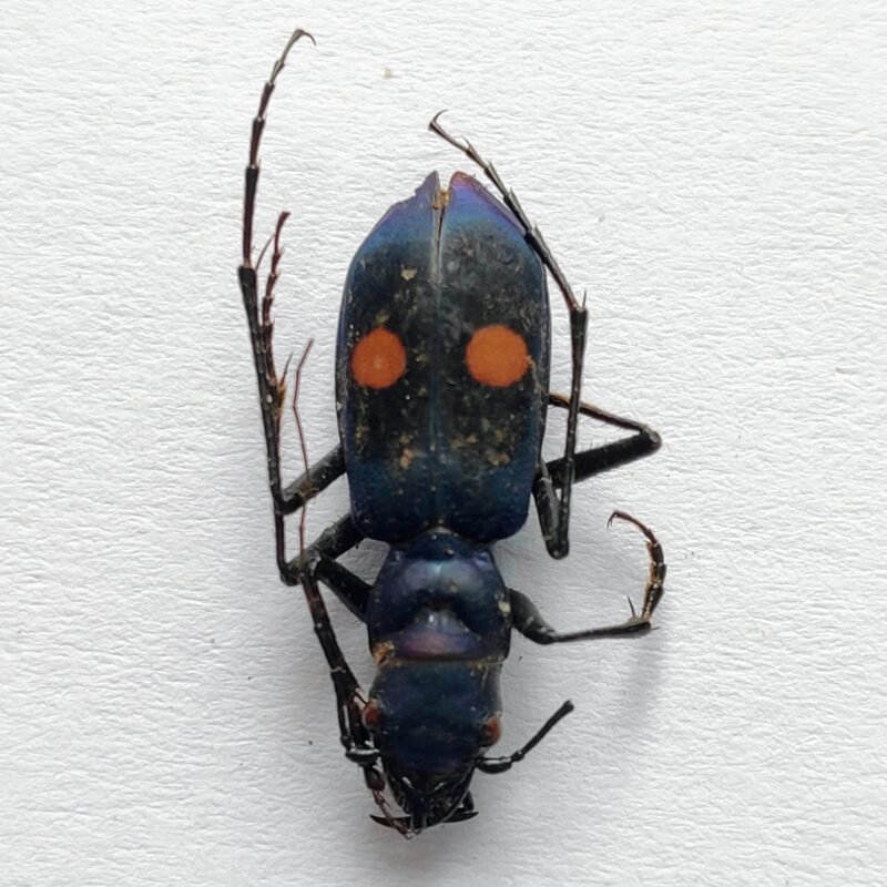 6 Carabidae