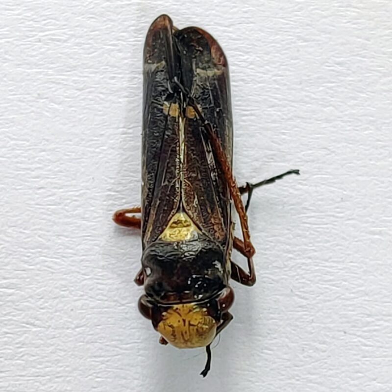6 Cicadellidae