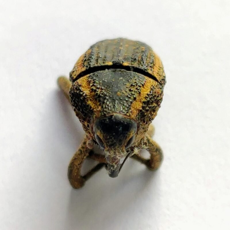 6 Curculionidae