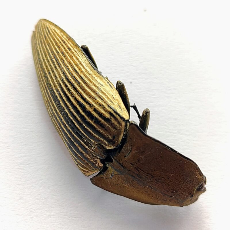 6 Elateridae