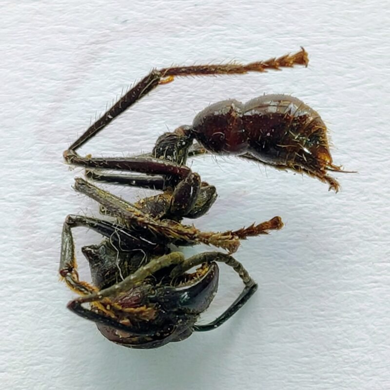 6 Formicidae