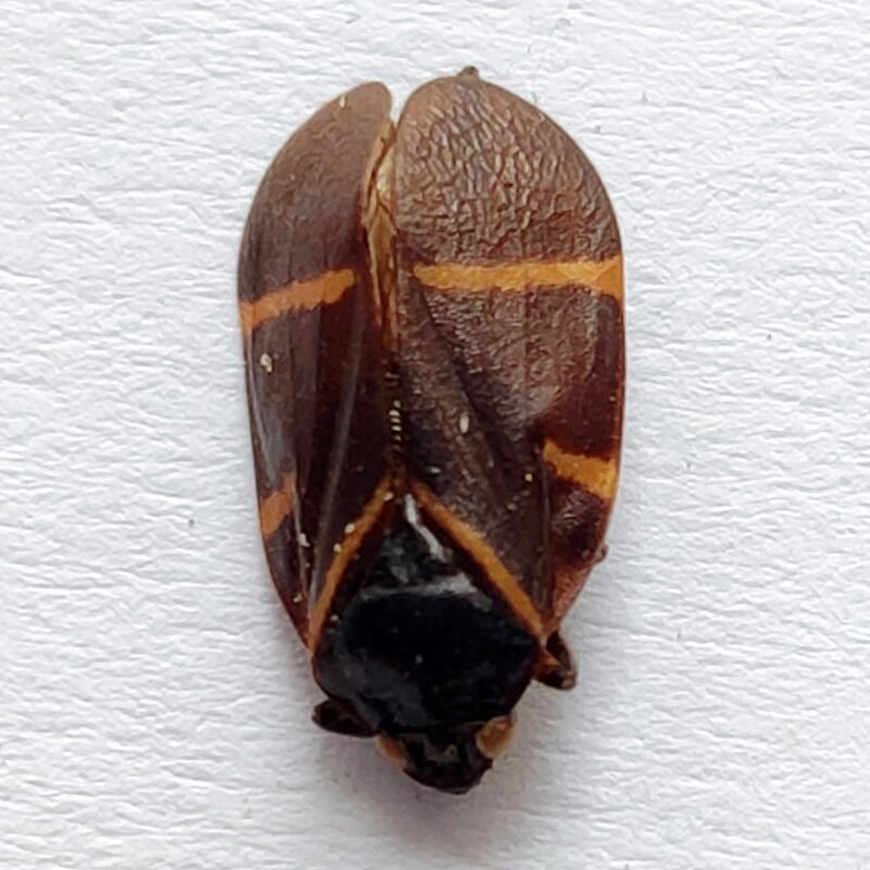 6 Fulgoridae