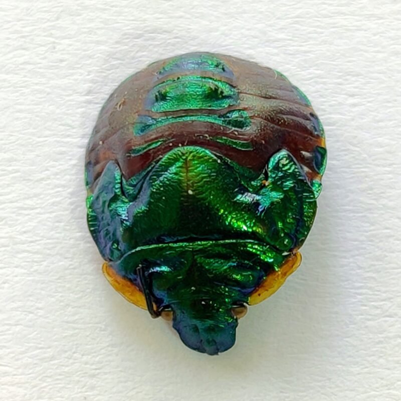 6 Pentatomidae