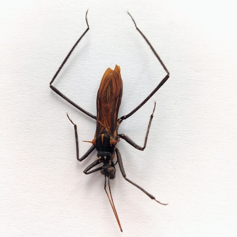 6 Reduviidae