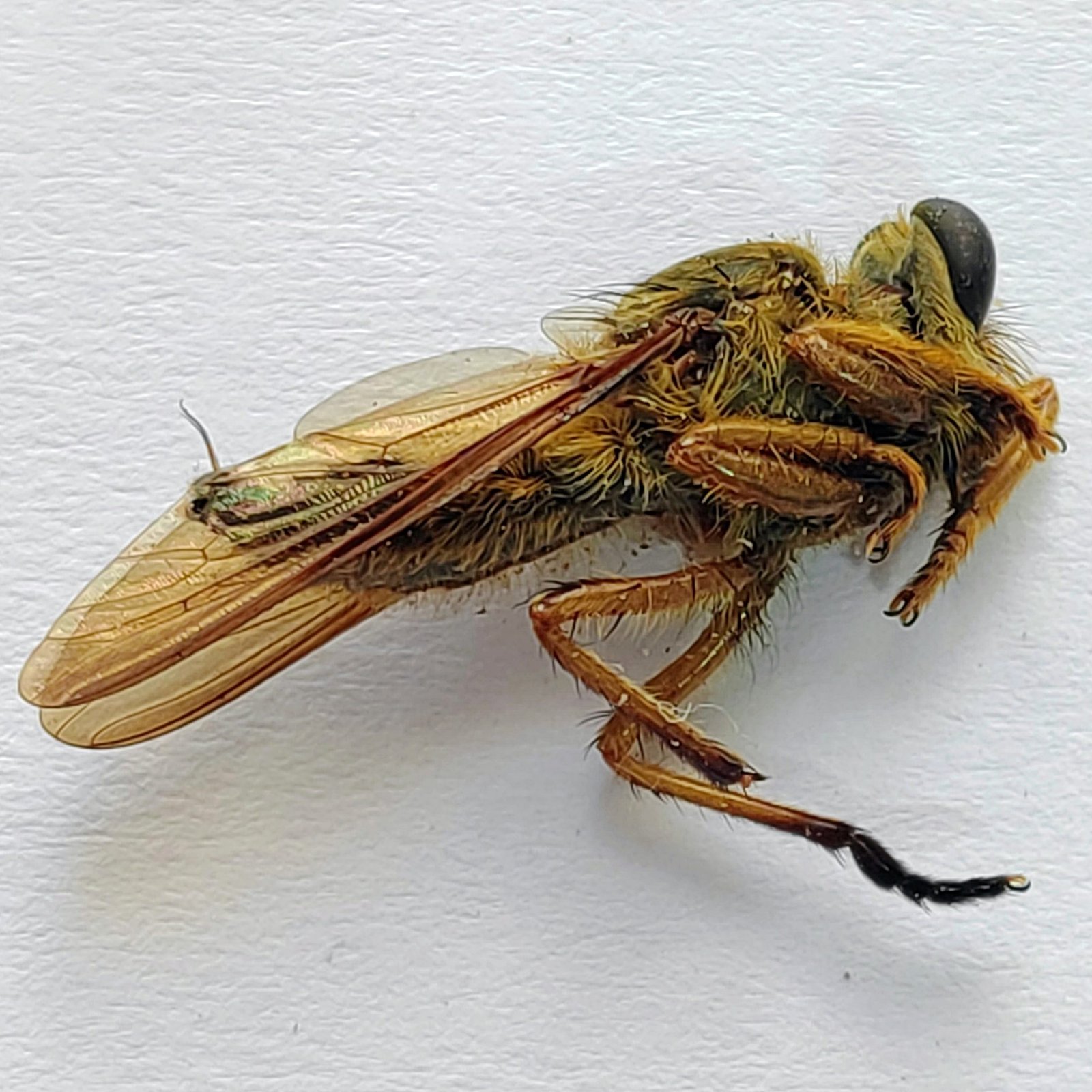 6 Tabanidae - Image 2