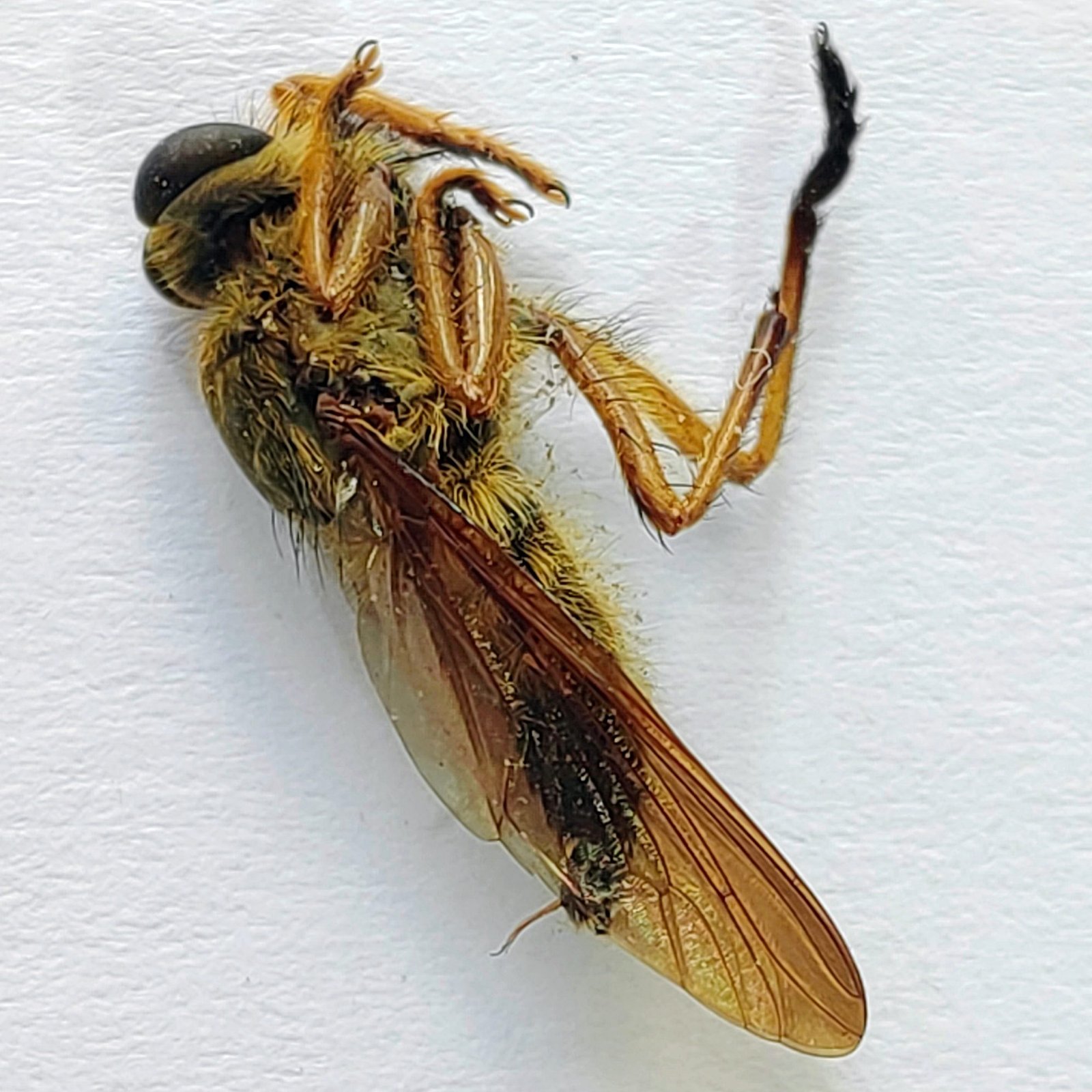 6 Tabanidae - Image 3