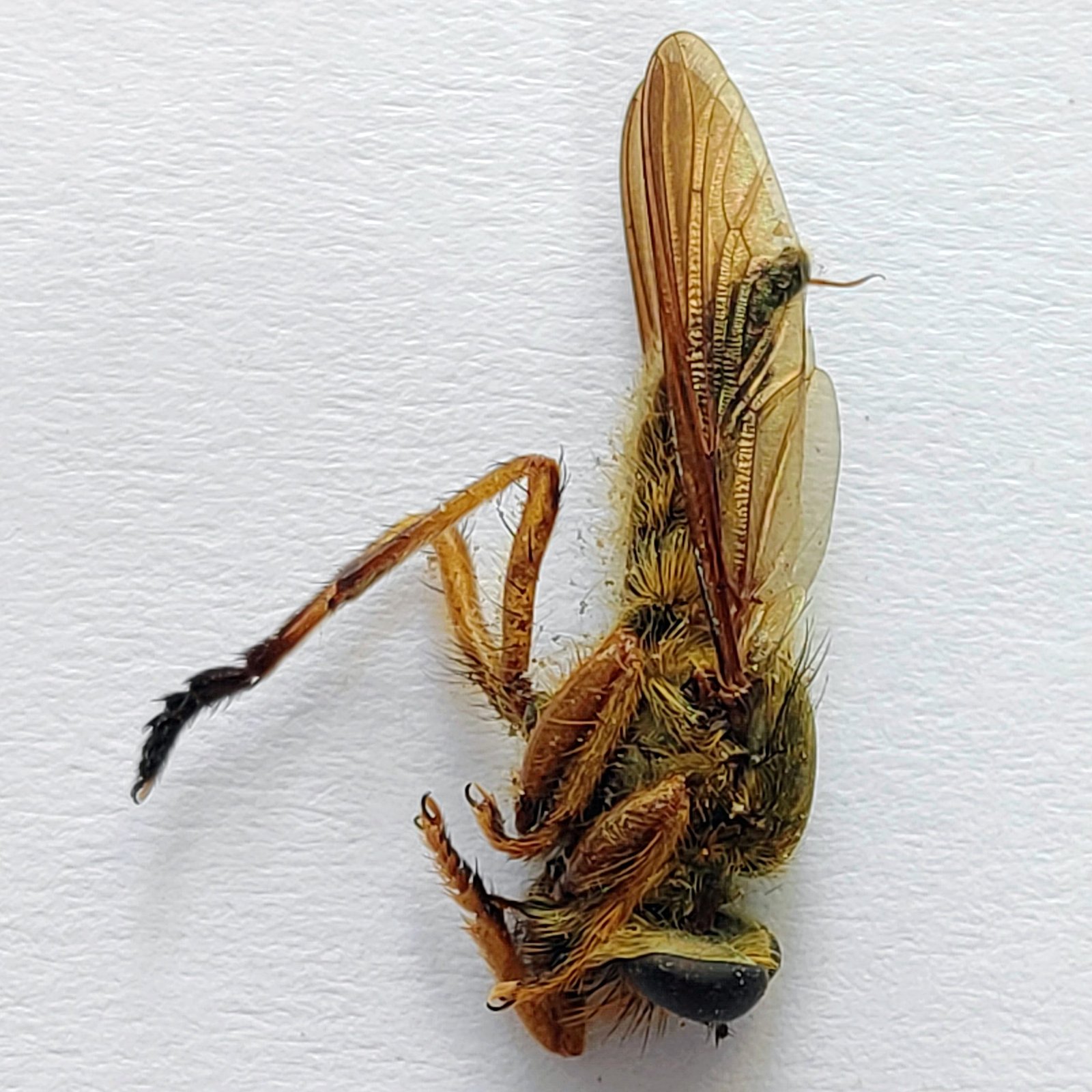 6 Tabanidae