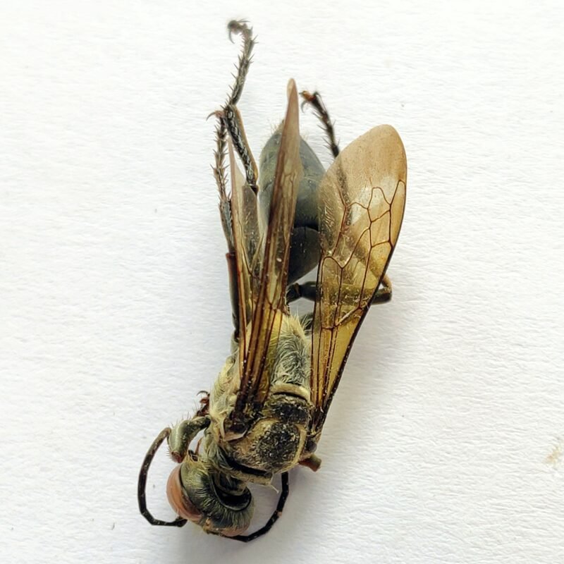 6 Vespidae