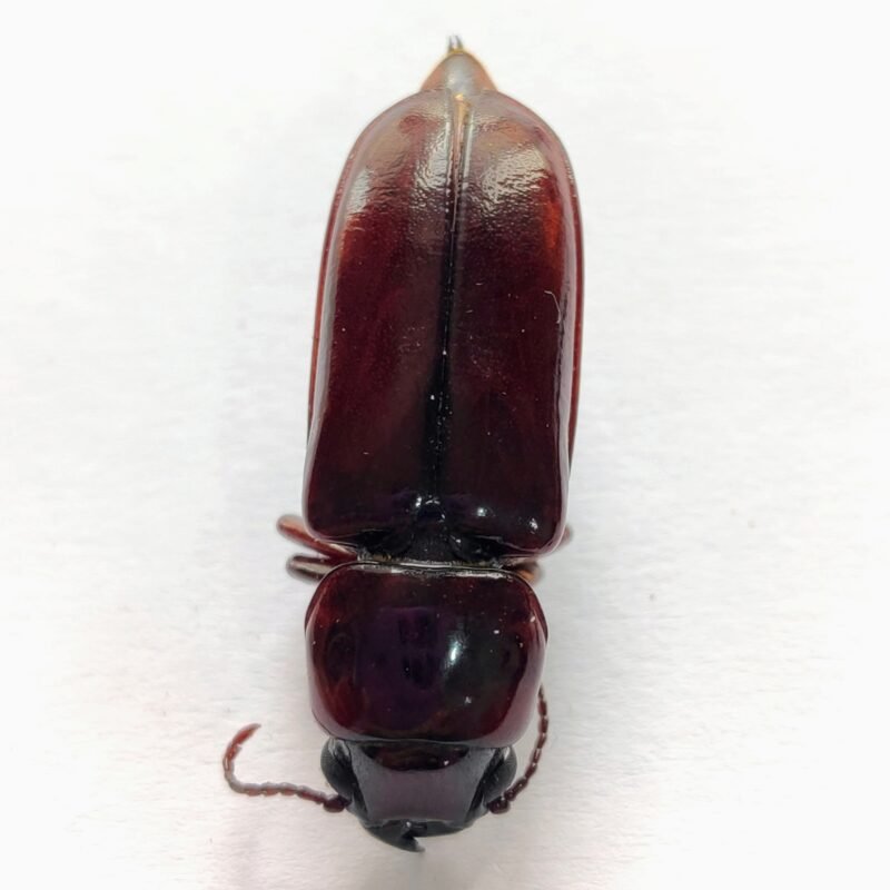 66 Cerambicidae
