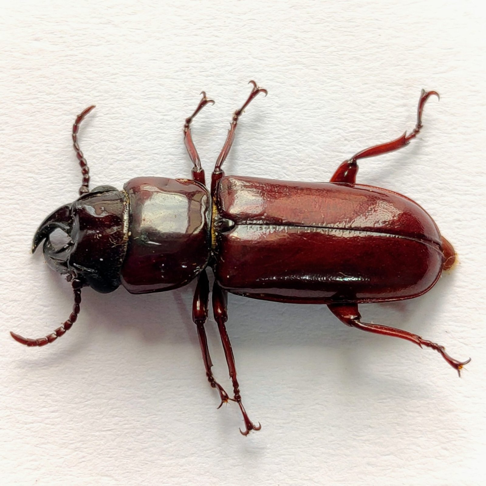 67 Cerambicidae - Image 2