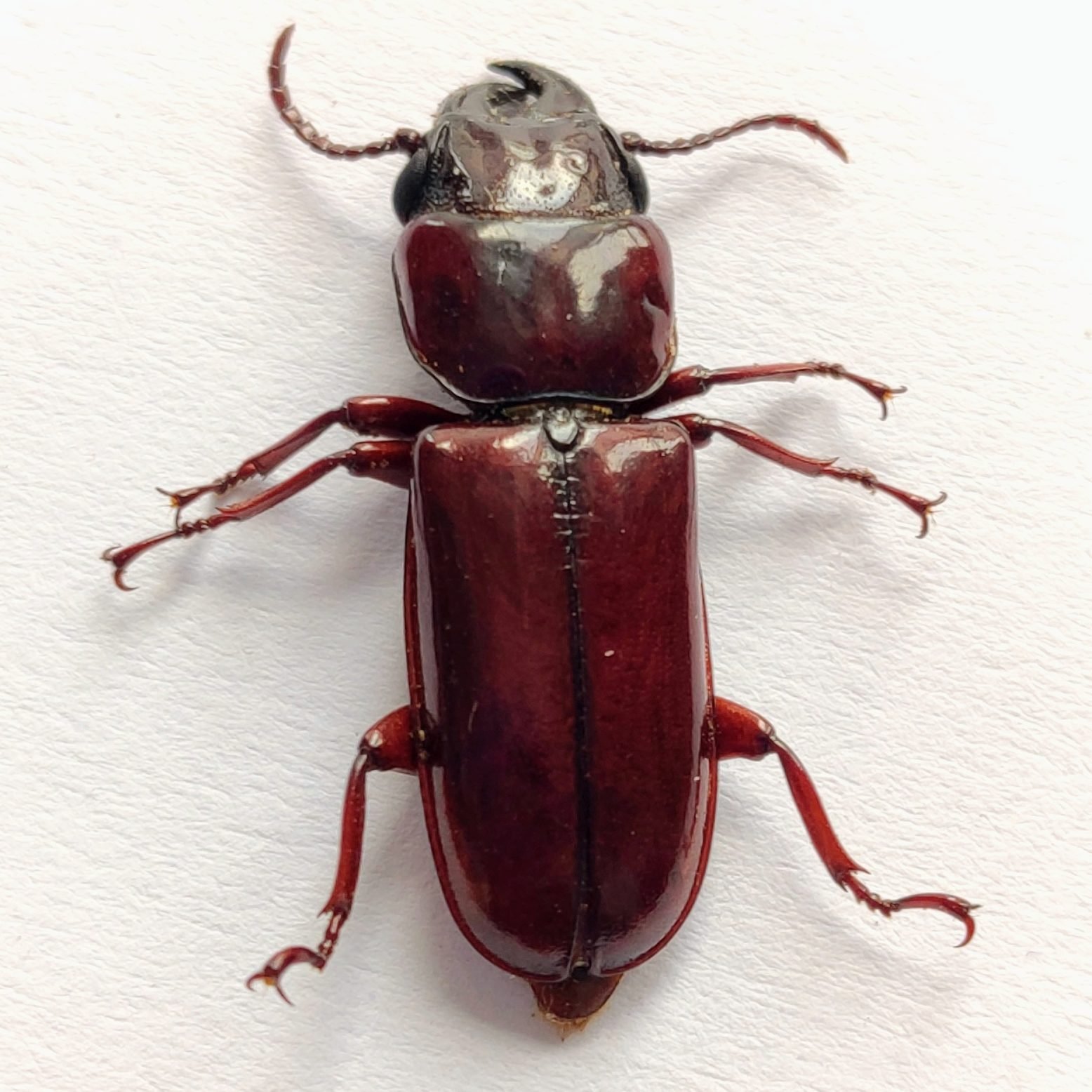 67 Cerambicidae - Image 3