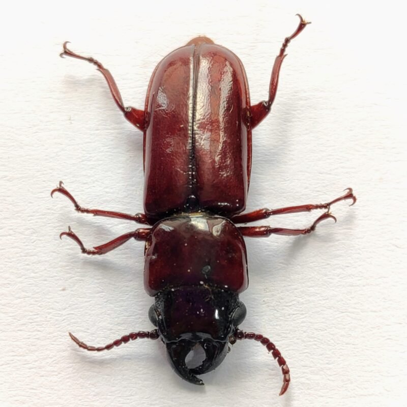 67 Cerambicidae