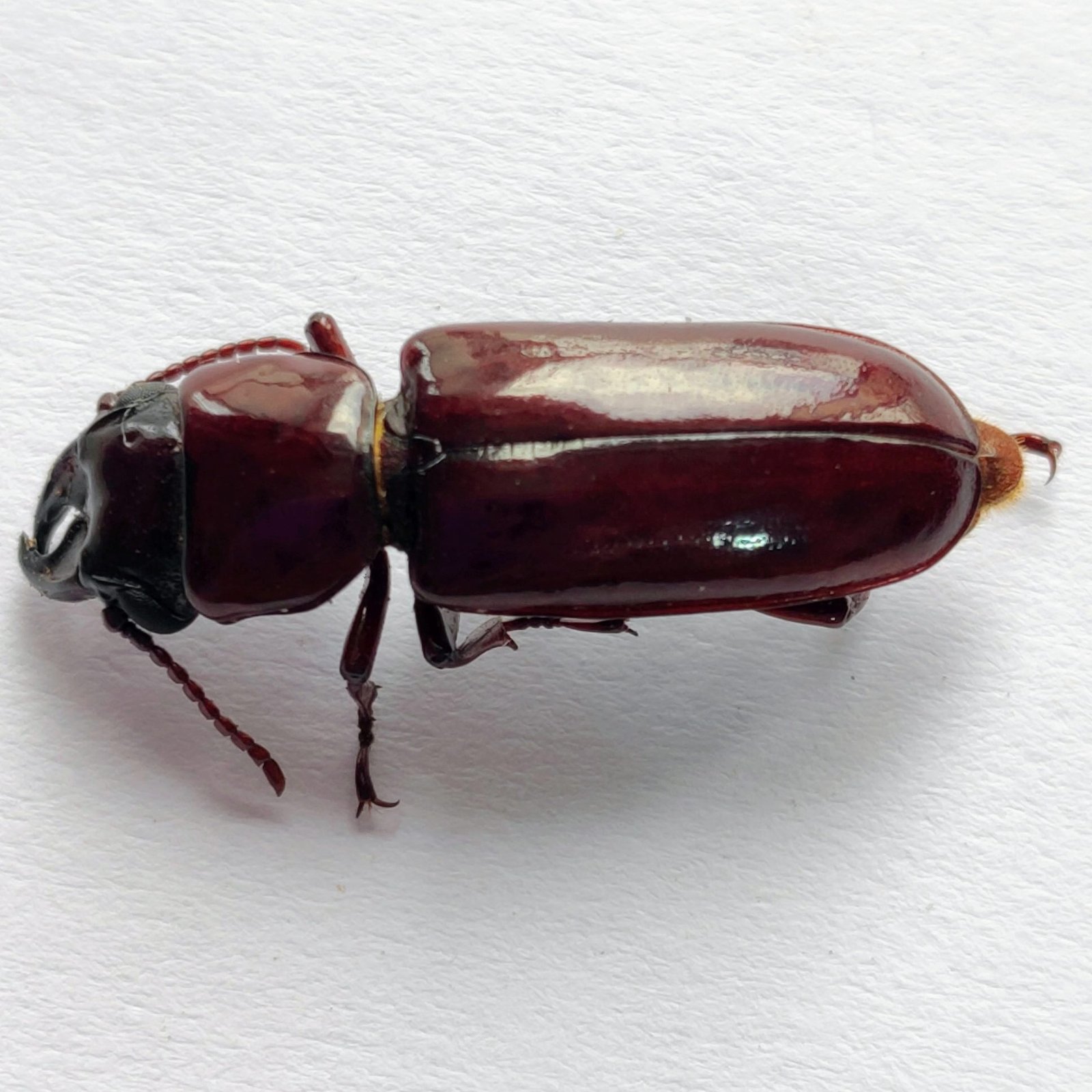 68 Cerambicidae - Image 2