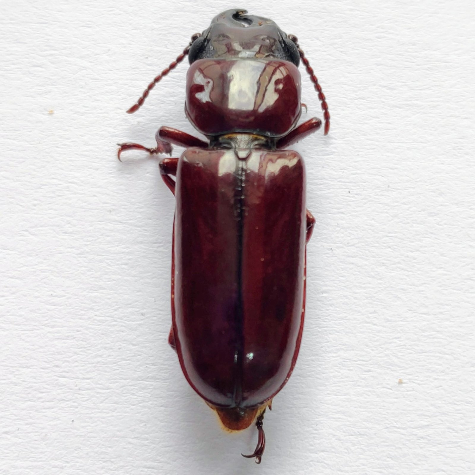 68 Cerambicidae - Image 3