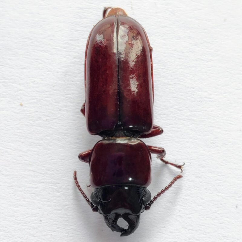 68 Cerambicidae
