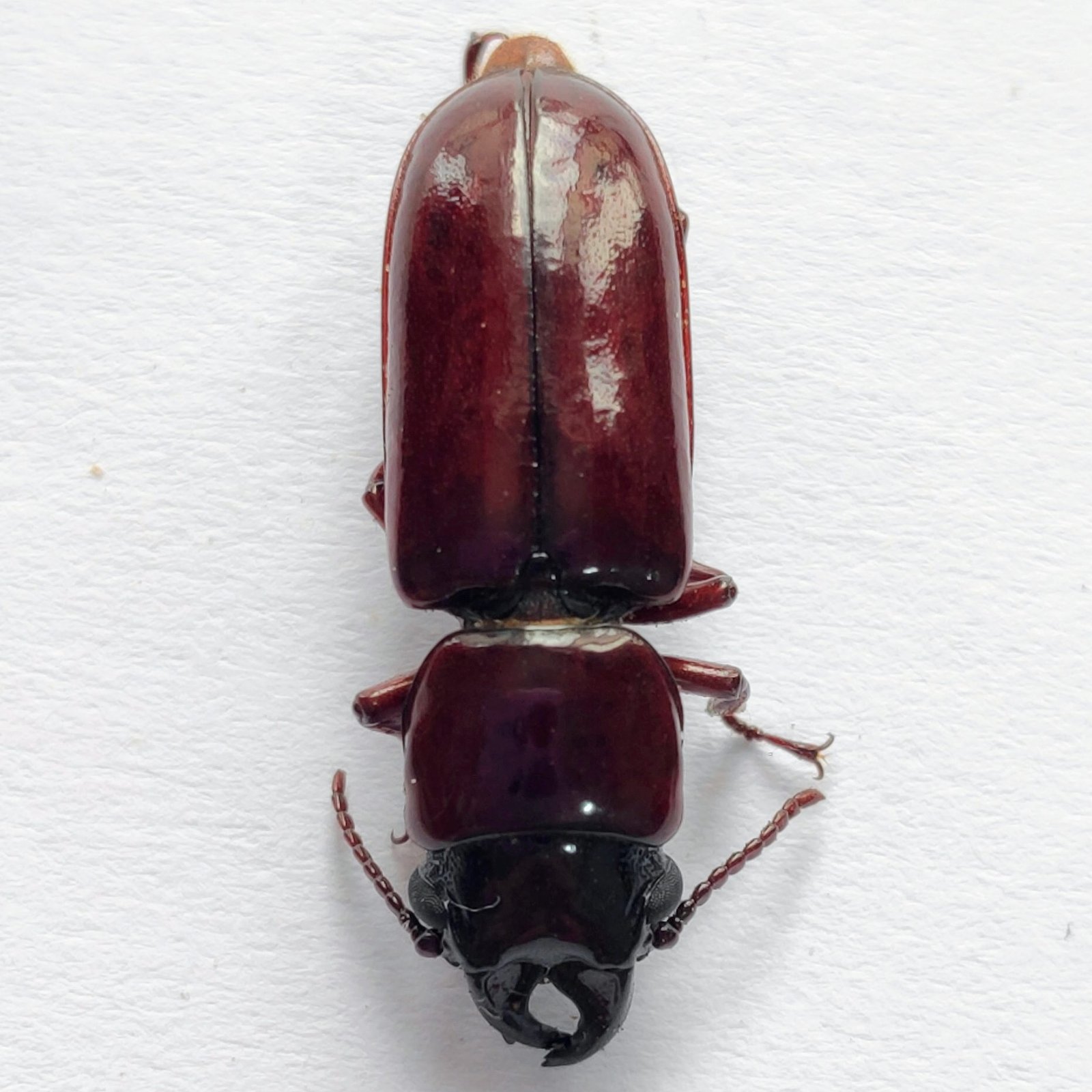 68 Cerambicidae
