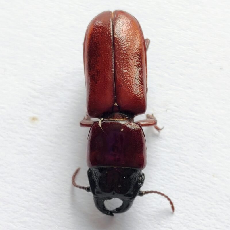 69 Cerambicidae
