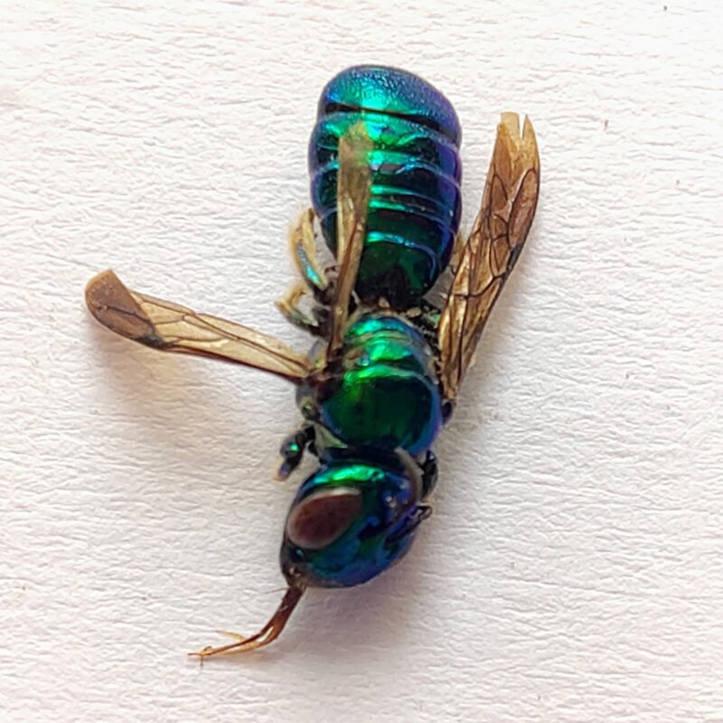 7 Apidae