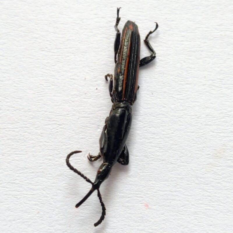 7 Brentidae