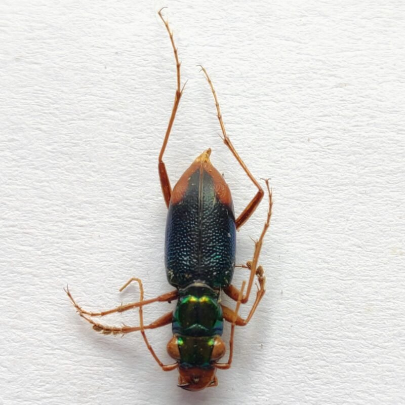 7 Carabidae